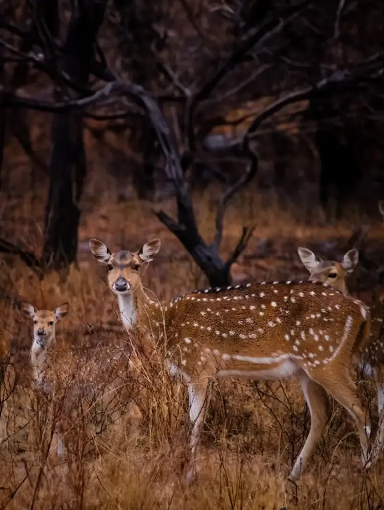 best jungle safari india