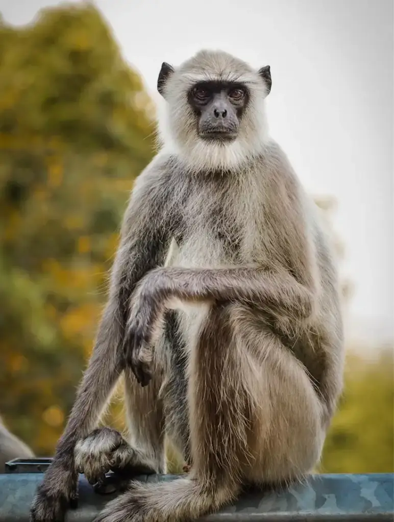 best jungle safari india